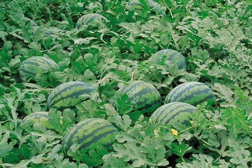 718吃瓜娱乐入口,带你领略热门话题新风向